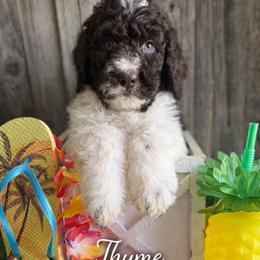 Thyme-nlue collar - Brown and white male Saint Berdoodle puppy in Paw Paw, Michigan from ProAct Canines