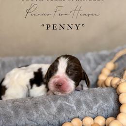 Penny - Liver and white female English Springer Spaniel puppy in Brownsville, Texas from South Texas Springers