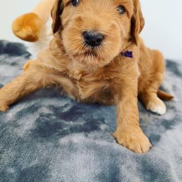 Goldendoodle Puppies from Millie Billie Doodles