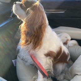 Cavalier King Charles Spaniels from Marvelous Cavalier King Charles Spaniels