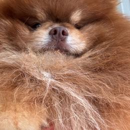 Flannel - Chocolate and tan male Pomeranian puppy in Silver Springs, New York from Humehill