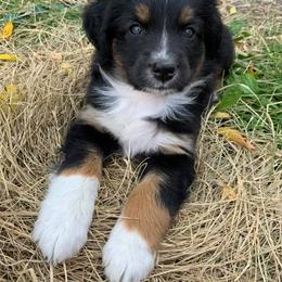 Australian Shepherd Puppies from Auspicious Australian Shepherds