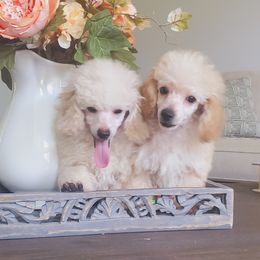Poodle Puppies from Puppy Love 4ever