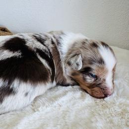 Blaze - Red merle male Australian Shepherd puppy in Zwingle, Iowa from Homestead Aussies & Doodles