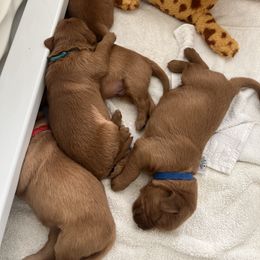 Golden Retriever Puppies from GoldenRae Retrievers