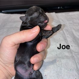 Joe - Black male Shih Tzu puppy in Kettering, Ohio from The Ruff Life Tribe