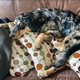 Australian Shepherd All Grown Up from Golden Aussies