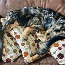 Australian Shepherd All Grown Up from Golden Aussies