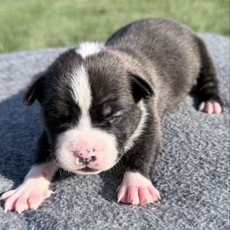 Muenster - Red brindle male American Staffordshire Terrier puppy in Franklin County, Vermont from Explicit Amstaffs Of New England