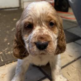 Grady - Lemon and white male English Springer Spaniel puppy in Coeur D'alene, Idaho from Springer Hollow