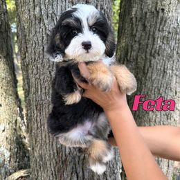 Feta - Tri-color female Bernedoodle puppy in Springfield, Missouri from PoodlelyDoodlely