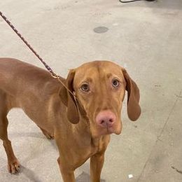 Vizslas from ProClub Good Dog