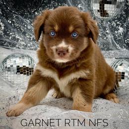 Garnet - Red tri-color male Australian Shepherd puppy in Petersburg, Indiana from Royal Aussie’s