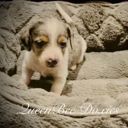 Dachshund Puppies from Queen Bee Doxies
