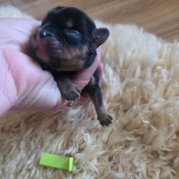 Buttercup - Black and tan male Cavalier King Charles Spaniel puppy in Springfield, Missouri from Caney Mountain Cavaliers LLC