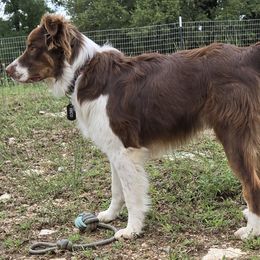 Hico - Australian Shepherd