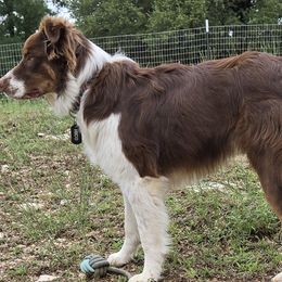 Hico - Australian Shepherd