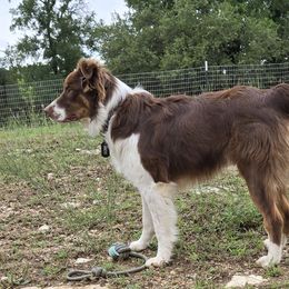 Hico - Australian Shepherd