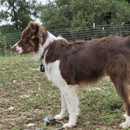 Hico - Australian Shepherd
