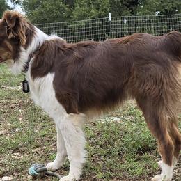 Hico - Australian Shepherd