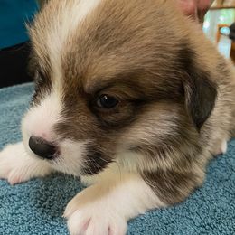 Pembroke Welsh Corgi Puppies from Silver Mae Kennel