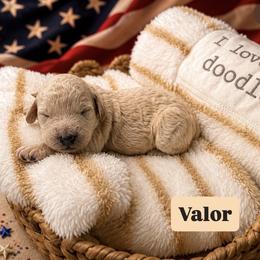Valor aka Tan Collar - Cream male Goldendoodle puppy in Portland, Tennessee from Happy_Tails_by_TJ