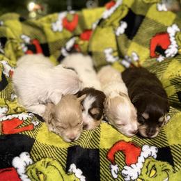 Miniature Schnauzer Puppies from PK Mini Schnauzers