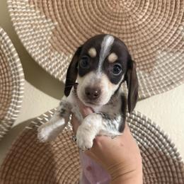 Lantern - Piebald male Dachshund puppy in Rockton, Illinois from K&M Dachshunds