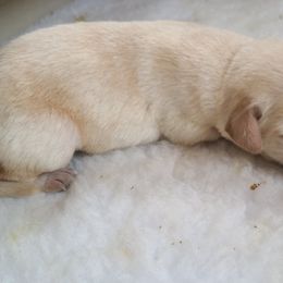 Boy 3 - Labrador Retriever puppy in Shiocton, Wisconsin from Green Acres Labrador Retrievers