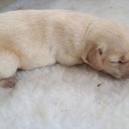 Boy 3 - Labrador Retriever puppy in Shiocton, Wisconsin from Green Acres Labrador Retrievers