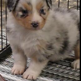 Wren - Blue merle female Australian Shepherd puppy in Divide, Colorado from Outlaw Farm and Kennel