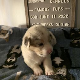 American Corgi Puppies from Mac-Kuz Kennels