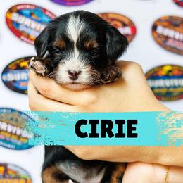 Cirie - Tri-color female Bernedoodle puppy in Gilbert, Arizona from Safe Havynn Doodles