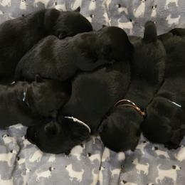 Male4 (RIW) - Black male Scottish Terrier puppy in Conroe, Texas from Scotch McLaren Terriers