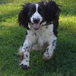 Mj - English Springer Spaniel