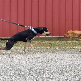 American Pit Bull Terriers from Paradigm Kennels