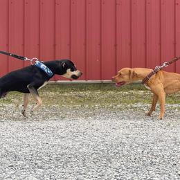 American Pit Bull Terriers from Paradigm Kennels