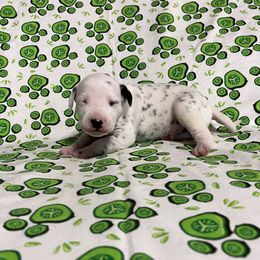 Onyx - White and black male Dalmatian puppy in Claremore, Oklahoma from Lotsofdots Dalmatians