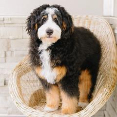 Chase - Australian Mountain Doodle