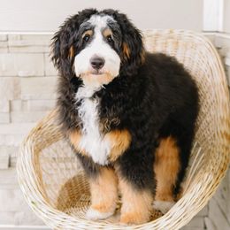 Chase - Australian Mountain Doodle