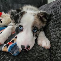 Border Collie and Maremma Sheepdog Puppies from 2J 2K Border Collies & Maremma Sheepdogs