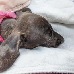 Dachshund Puppies from Army of Dachshunds