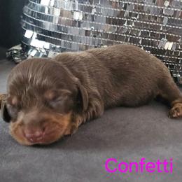 Confetti - Chocolate and tan female Dachshund puppy in Citra, Florida from My Loyal Treasures