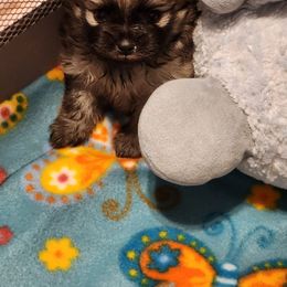 Pomeranian Puppies from POMS USA