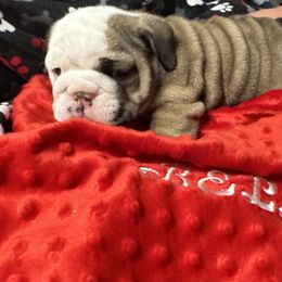 Bulldog Puppies from Black Creek English Bulldogs