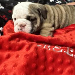 Bulldog Puppies from Black Creek English Bulldogs
