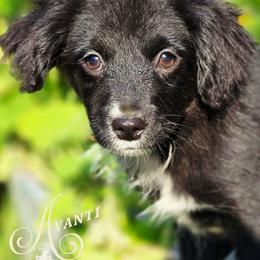 Avanti - Price 1200 - Black tri female Miniature Australian Shepherd puppy in Ennis, Texas from God’s Little Aussies