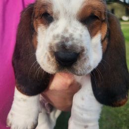 Basset Hounds from Belle's Bassets