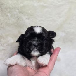 Carson - Brindle and white male Shih Tzu puppy in Mountain Grove, Missouri from Precious Puppies