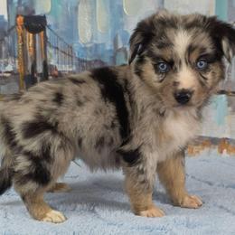 B-1 - Blue merle male Miniature Australian Shepherd puppy in Citra, Florida from Southpaw Herders LLC